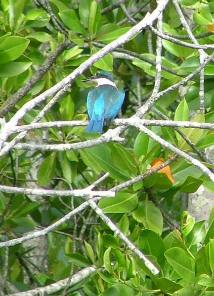 157 Ijsvogel.JPG