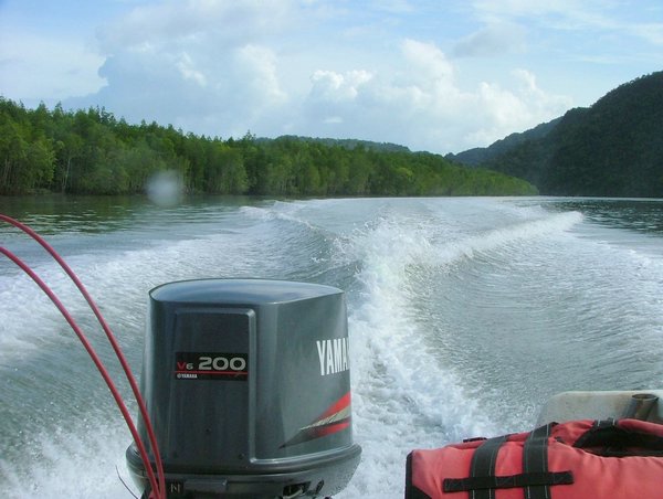158 Mangrove.JPG