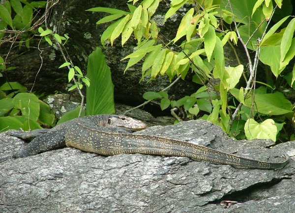 159 Monitor Lizard.JPG