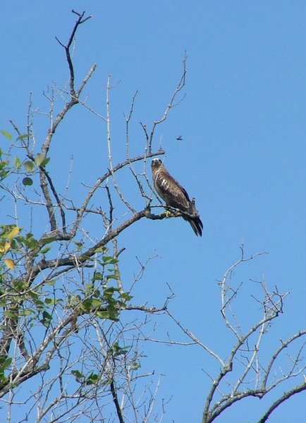 172 Eagle.JPG