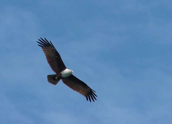 173 Eagle.JPG