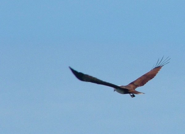 174 Eagle.JPG