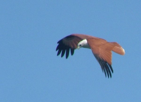 175 Eagle.JPG