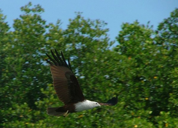 176 Eagle.JPG