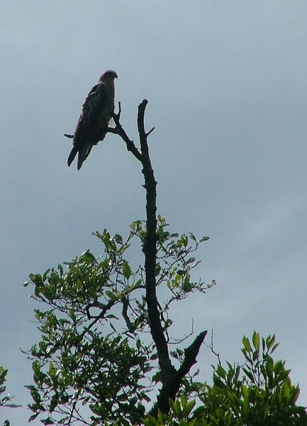 177 Eagle.JPG