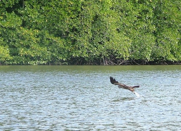179 Eagle.JPG