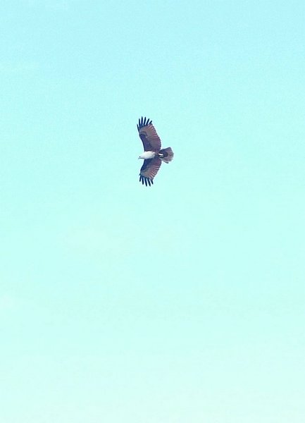180 Eagle.JPG