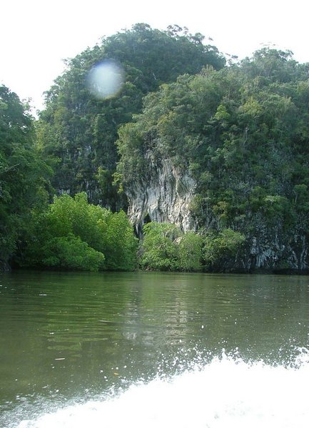 182 Mangrove.JPG