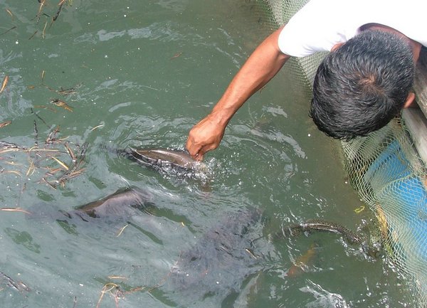 189 Fishfarm.JPG