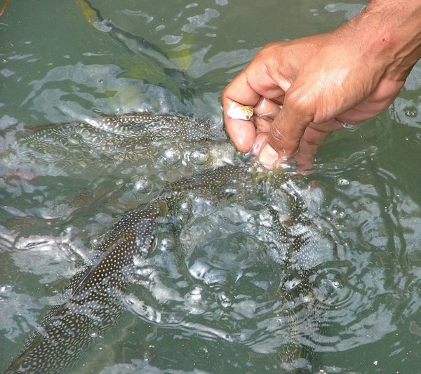 190 Fishfarm.JPG