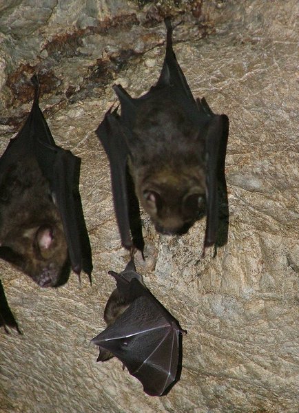 194 Batcave.JPG