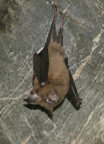 195 Batcave.JPG
