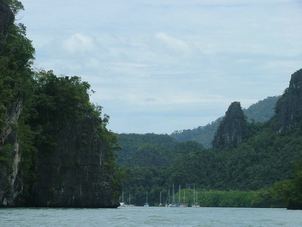 197 Mangrove.JPG