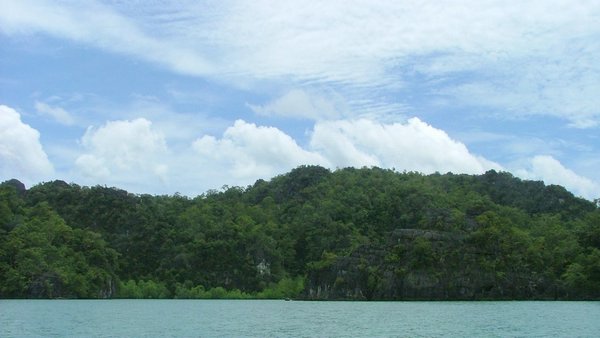 198 Mangrove.JPG