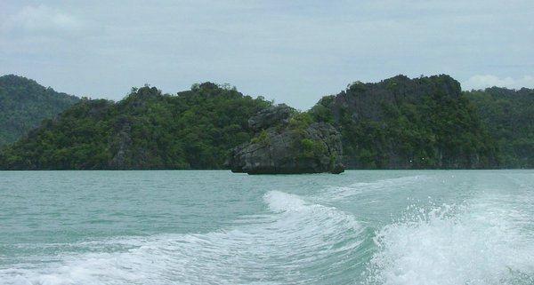 200 Mangrove.JPG