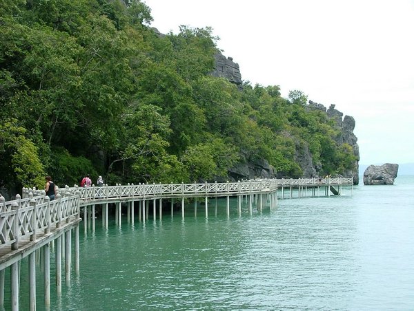 203 Mangrove.JPG