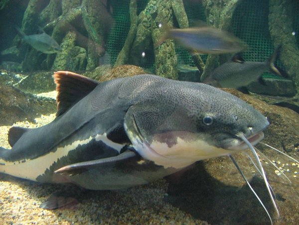 275 Underwaterworld.JPG