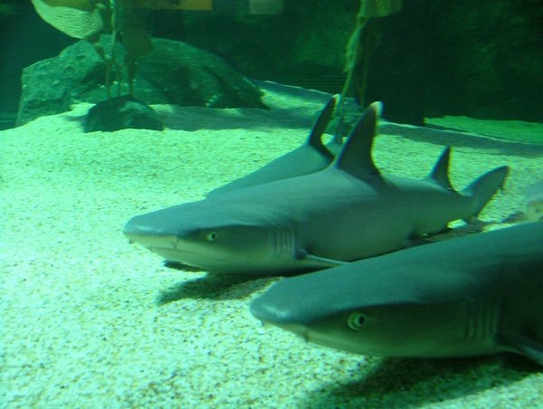 277 Underwaterworld.JPG