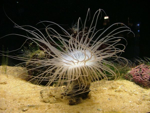 278 Underwaterworld.JPG