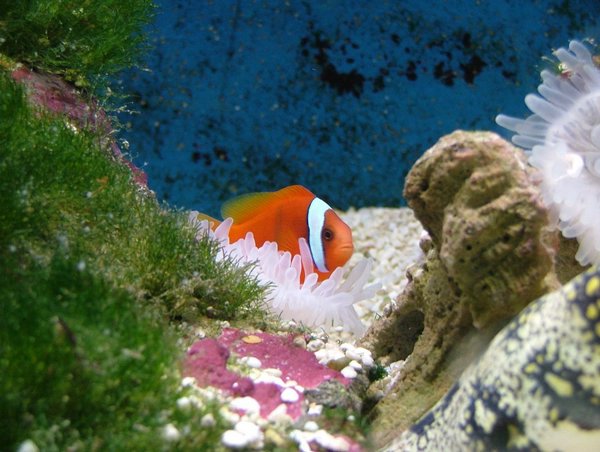 281 Underwaterworld.JPG