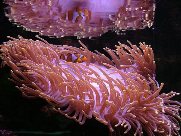 284 Underwaterworld.JPG