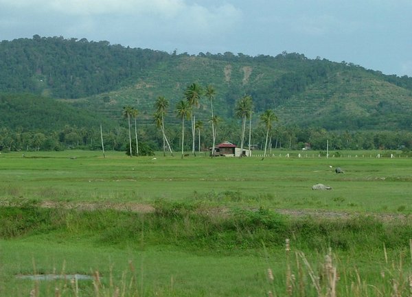 316 Langkawi rijstvelden.JPG