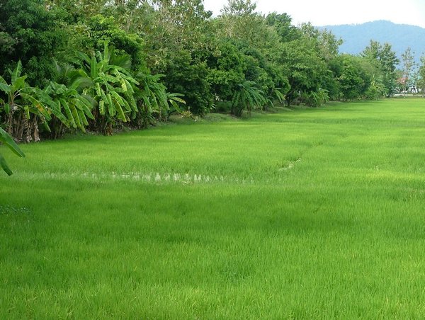 317 Langkawi rijstvelden.JPG