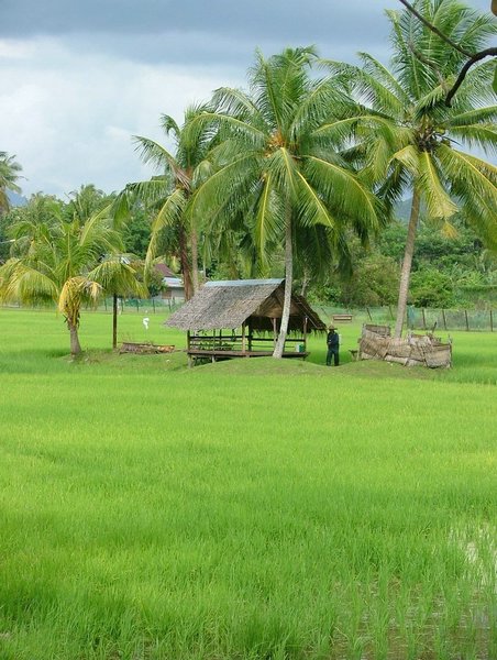 319 Langkawi rijstvelden.JPG