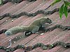 072 Sunda Squirrel.JPG