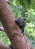 073 Sunda Squirrel.JPG