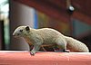 074 Sunda Squirrel.JPG