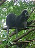 130 Dusky Leaf monkey.JPG