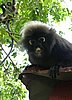131 Dusky Leaf monkey.JPG