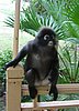 132 Dusky Leaf monkey.JPG
