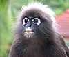 133 Dusky Leaf monkey.JPG