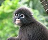 134 Dusky Leaf monkey.JPG