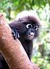 135 Dusky Leaf monkey.JPG