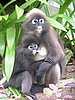 136 Dusky Leaf monkey.JPG