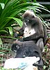 137 Dusky Leaf monkey.JPG