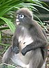 138 Dusky Leaf monkey.JPG
