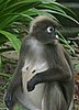 139 Dusky Leaf monkey.JPG