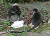 140 Dusky Leaf monkey.JPG