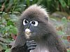 141 Dusky Leaf monkey.JPG