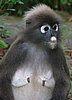 142 Dusky Leaf monkey.JPG