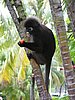 143 Dusky Leaf monkey.JPG