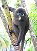144 Dusky Leaf monkey.JPG