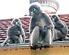 145 Dusky Leaf monkey.JPG