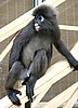 146 Dusky Leaf monkey.JPG