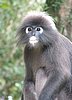 147 Dusky Leaf monkey.JPG