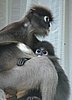 148 Dusky Leaf monkey.JPG